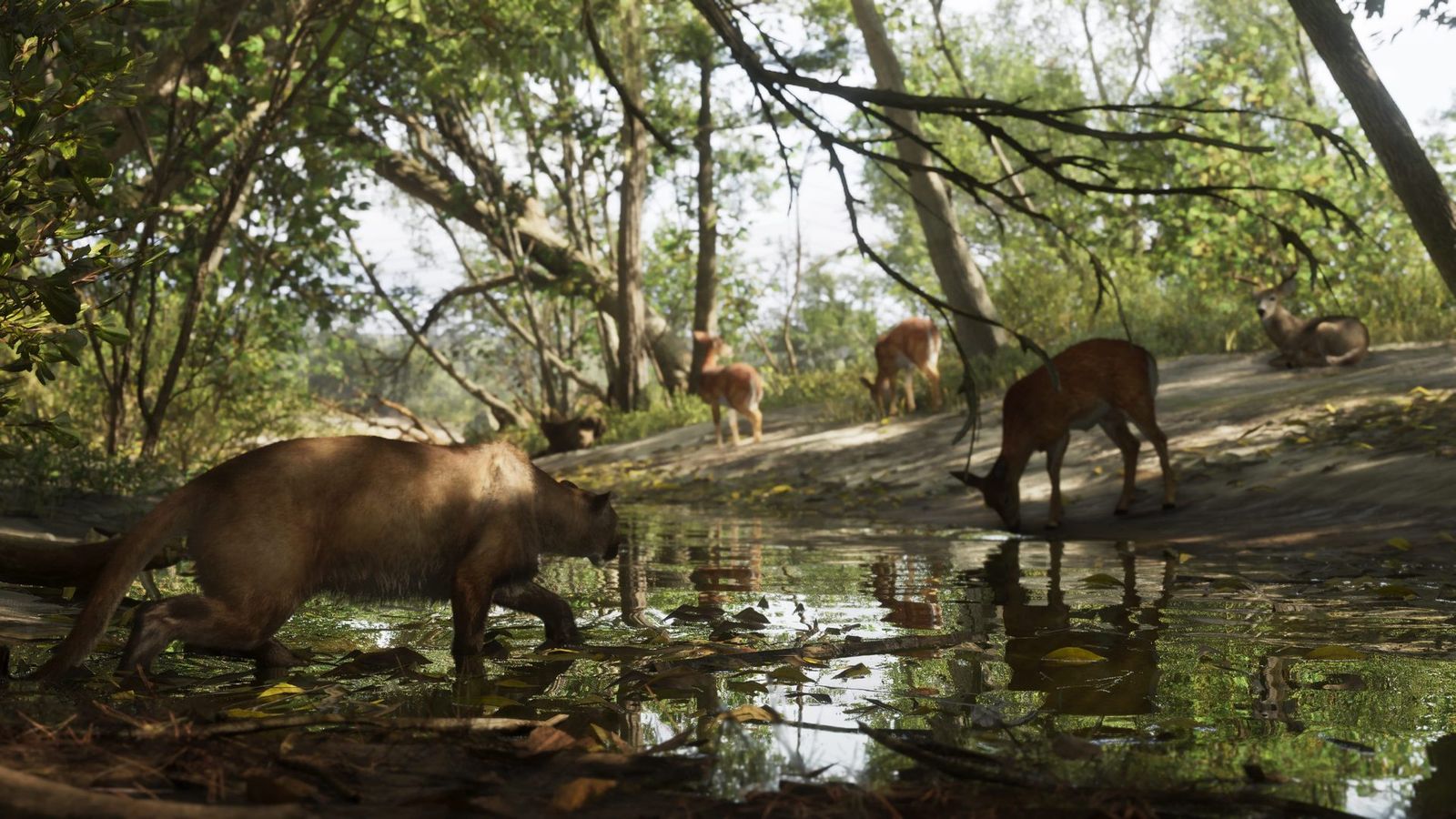 A Florida panther wading through shallow water with deer on the bank behind it